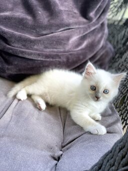 Edelmix Ragdoll Heilige Birma Kitten - 13