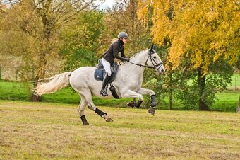 Kladruber horse - 13
