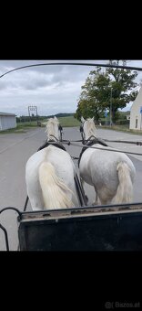 Kladruber horse - 13