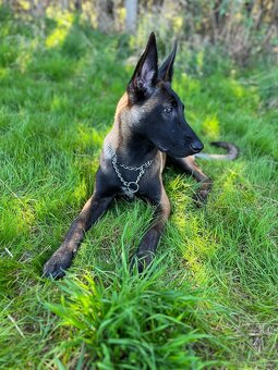 Welpen Malinois x Cane Corso - 13