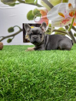 Französische Bulldoggen - 13