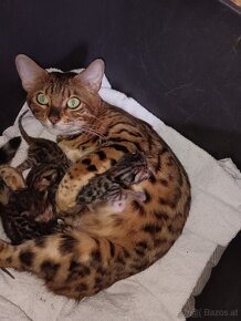 Bengal Kitten suchen 5Sterne zu Hause - 13