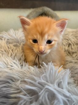 Maine Coon Kitten - 13