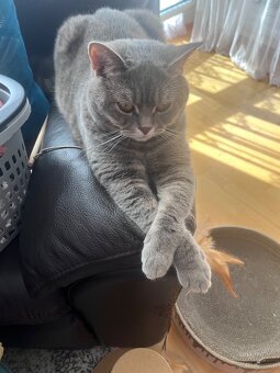 Britischmix Katze - 13