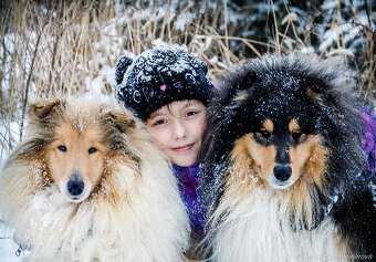 Collie Langhaar Welpen (FCI Stammbaum) - 13