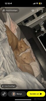 2 liebevolle Katzen suchen ein neues Zuhause 🐾 - 13