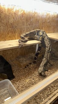 Boa constrictor Constrictor surinam - 13