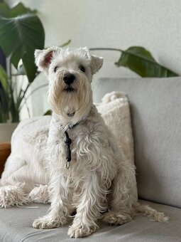 Schnauzer miniatúrne white - 13