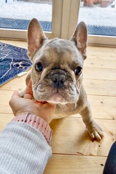 Französische Bulldogge mit Stammbaum - 13