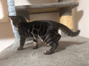 Bengal kitten in besonderen Farben - 13