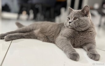 BKH und BLH Kitten - 13