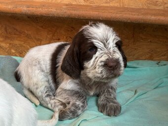 Spinone italiano - 13