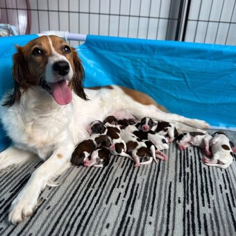 Kooikerhondje Welpen - 13