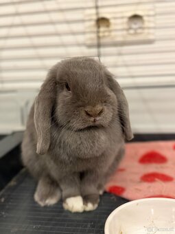 Minilop-Kaninchen 🐰🩷 - 13