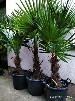 Winterharten palmen Trachycarpus Fortunei - 13
