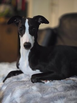 Whippet Welpen mit Papieren - 13