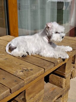 Schnauzer White miniatúrne - 13