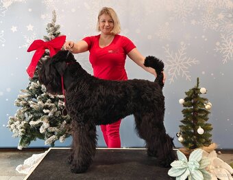 Schwarzer Russischer Terrier – liebevoll aufgezogene Welpen - 13