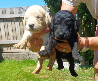 Goldendoodle - 13