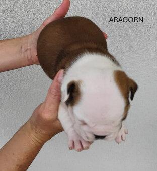 Englische Bulldoggenwelpen mit PP - 13