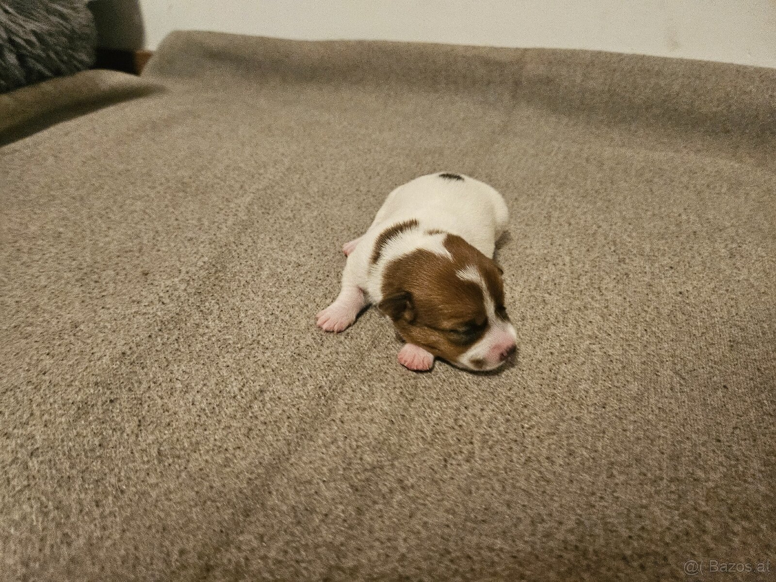 Jack Russell Terrier Welpen gew.13.04.2026 - 14