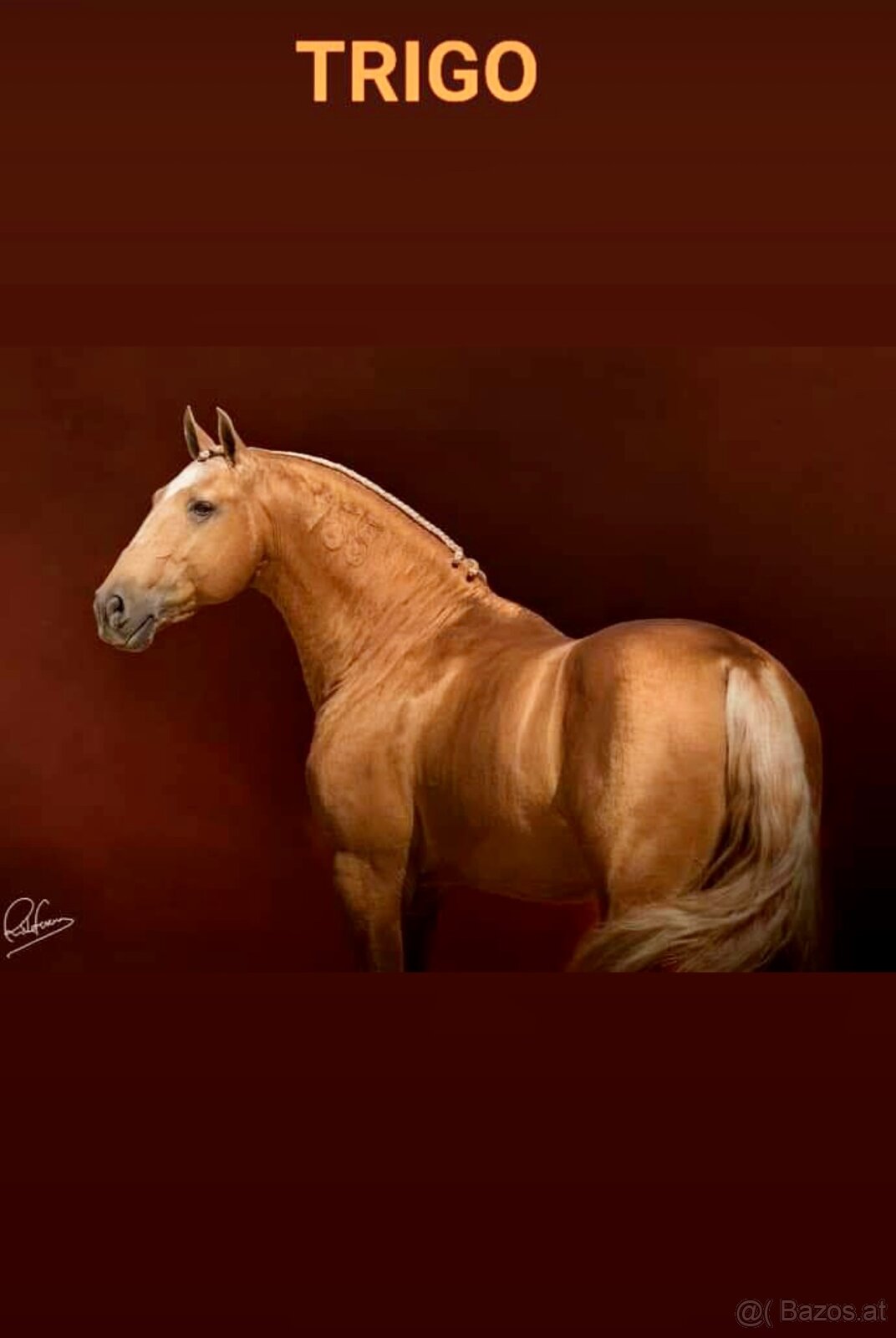 Lusitano Hengst PSL - 14