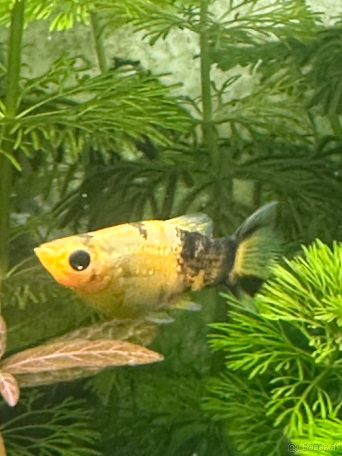 Mollys, Platys und noch mehr zum verkaufen 🐟 - 14