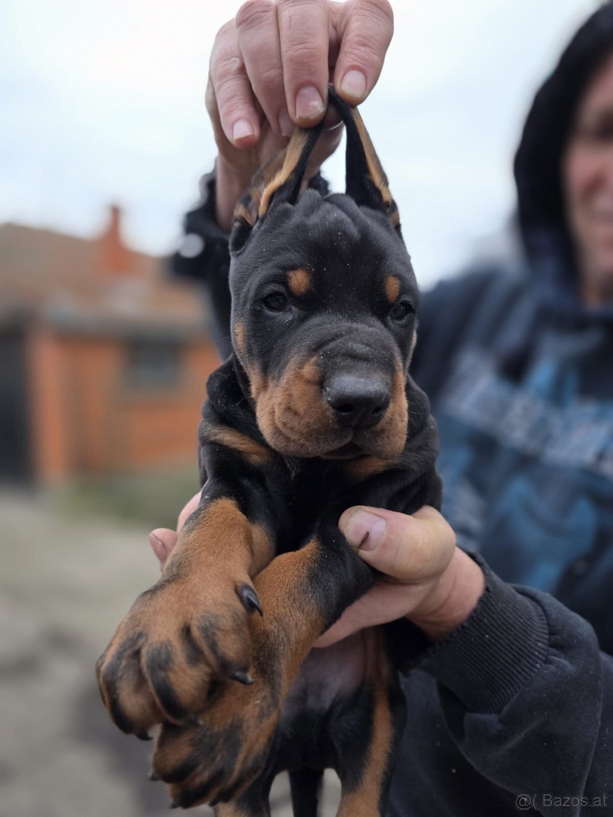 Doberman welpen mit PP - fci hunde - 14