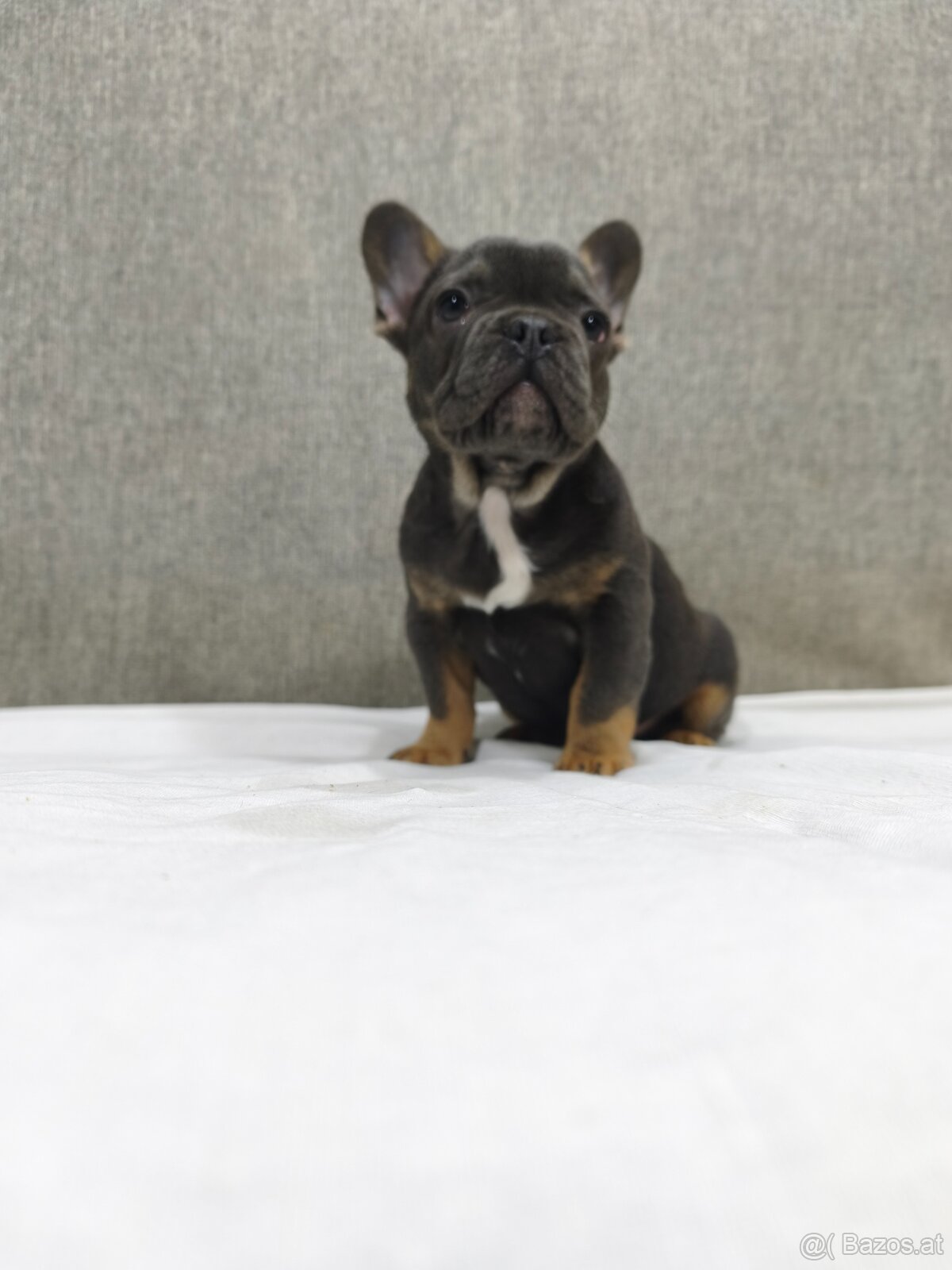 Französischen Bulldog - 14