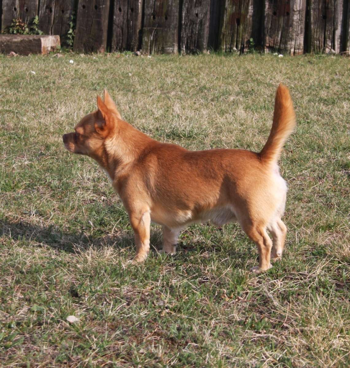 Mu-Chi (Mudi x Chihuahua) Welpen zu verkaufen - 14