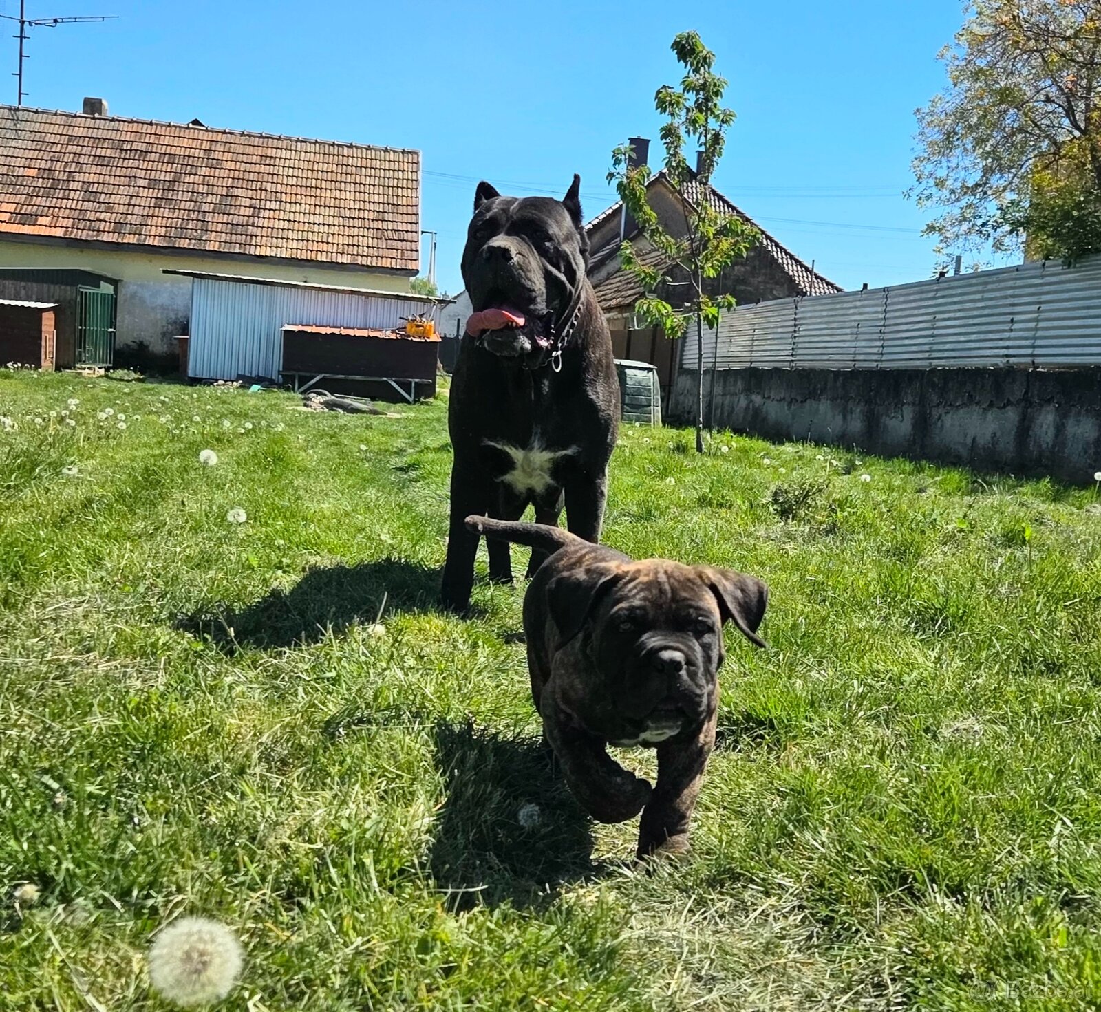 Cane corso mit Stammbaum - 14