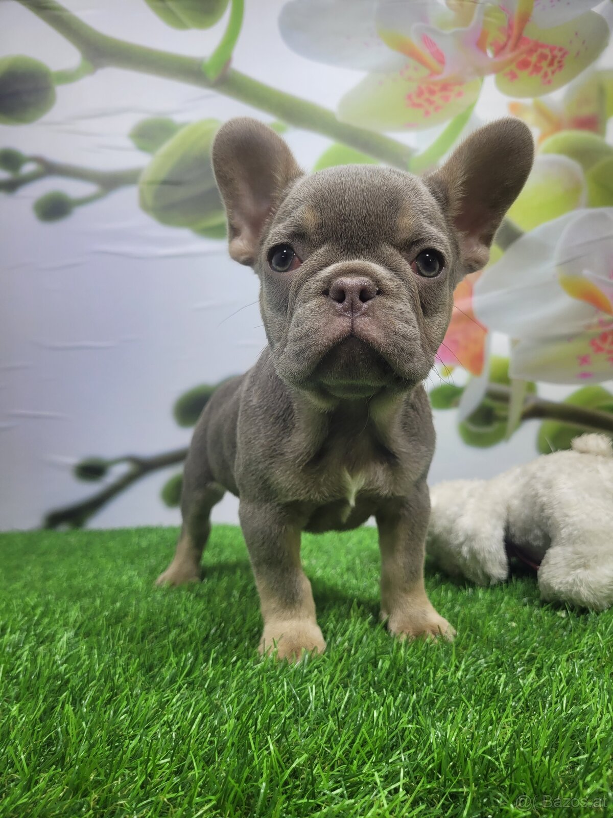 Französische Bulldogge - 14