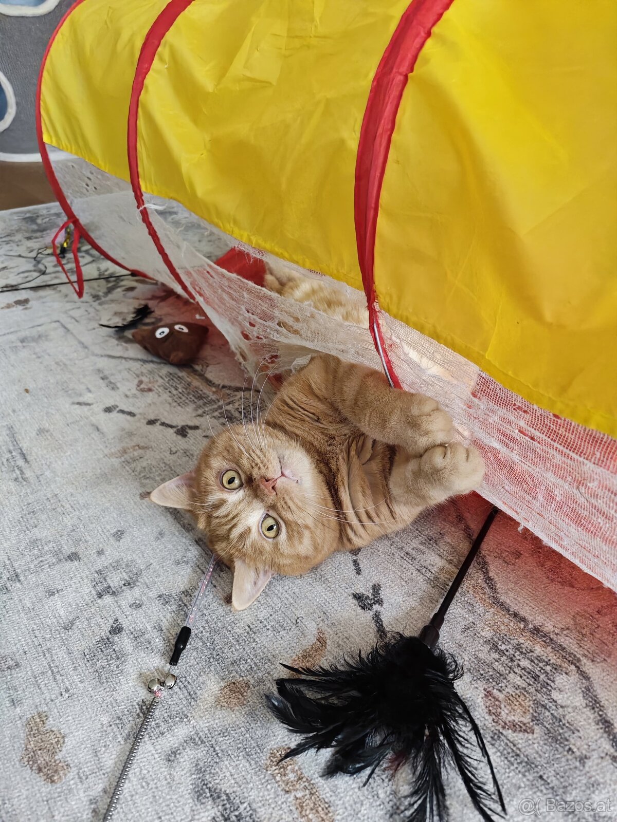 Britisch Kurzhaar Katzen - 14