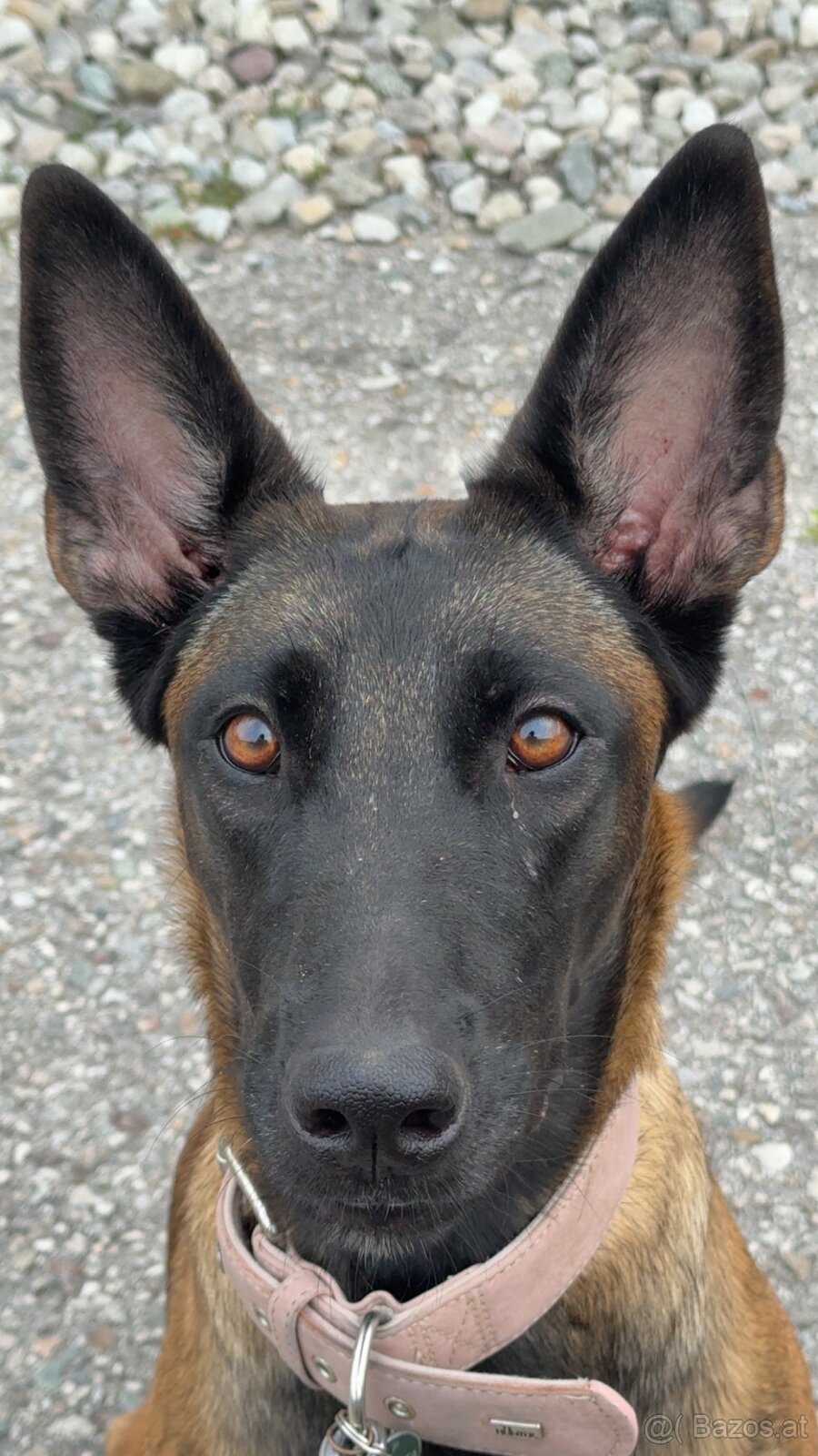 Cane Corso x Malinois Welpen - 14