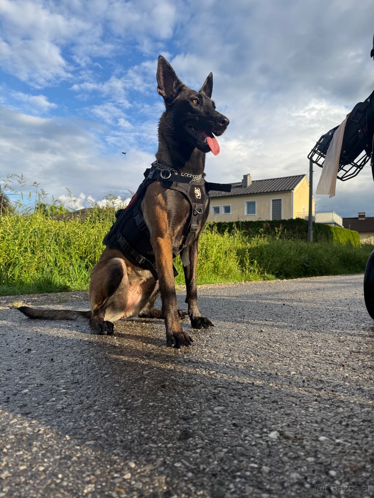Wurfankündigung Malinois x Cane Corso - 14