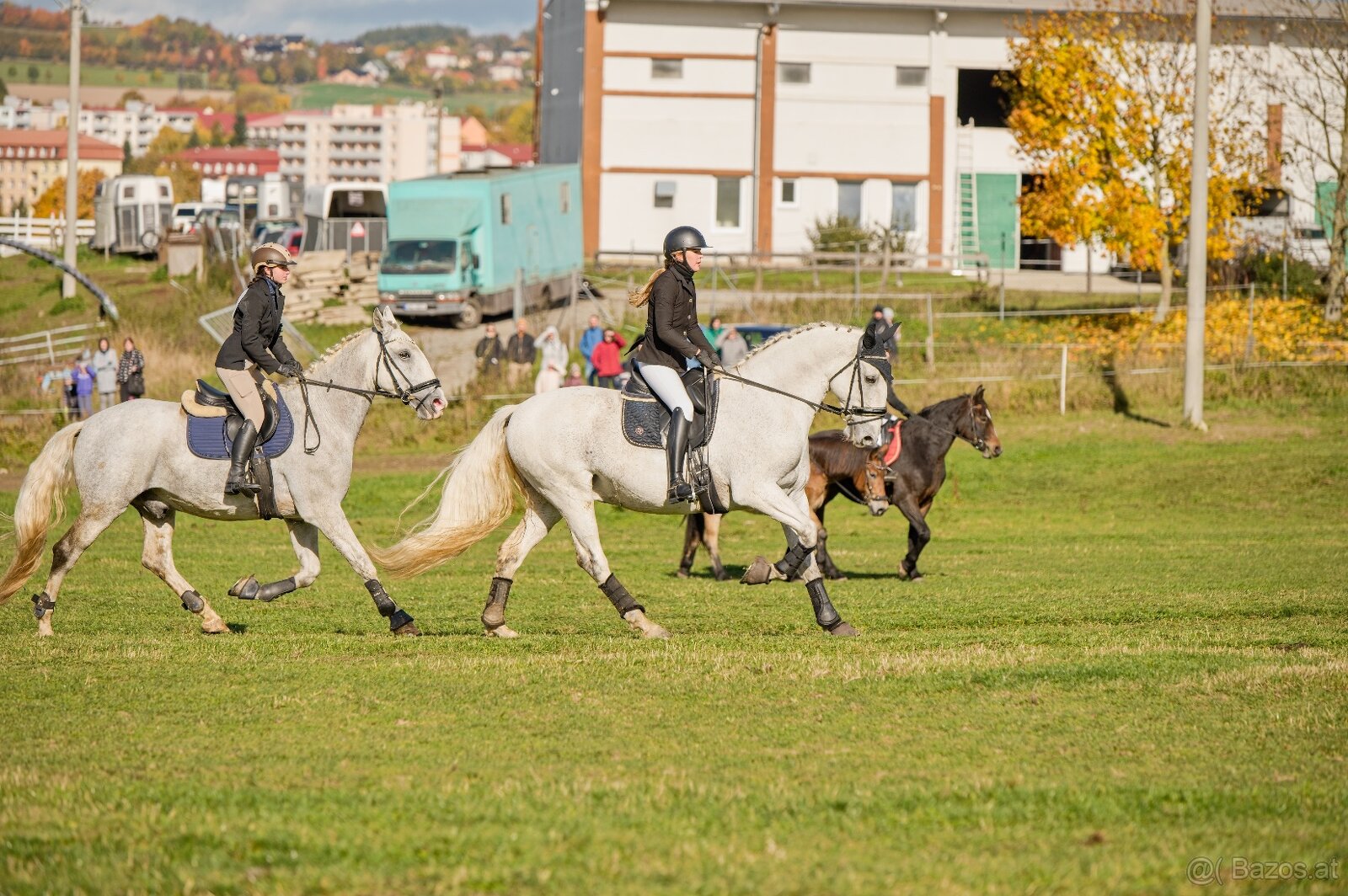 Kladruber horse - 14