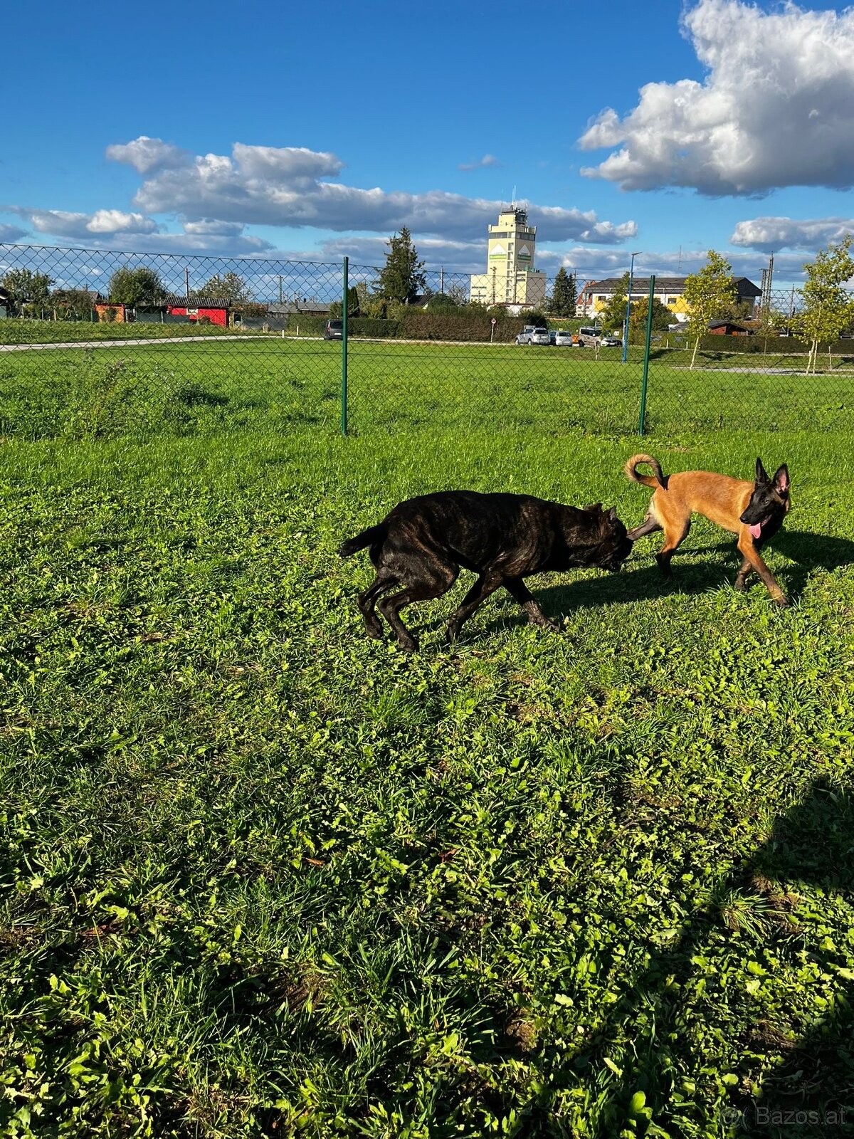 Welpen Malinois x Cane Corso - 14