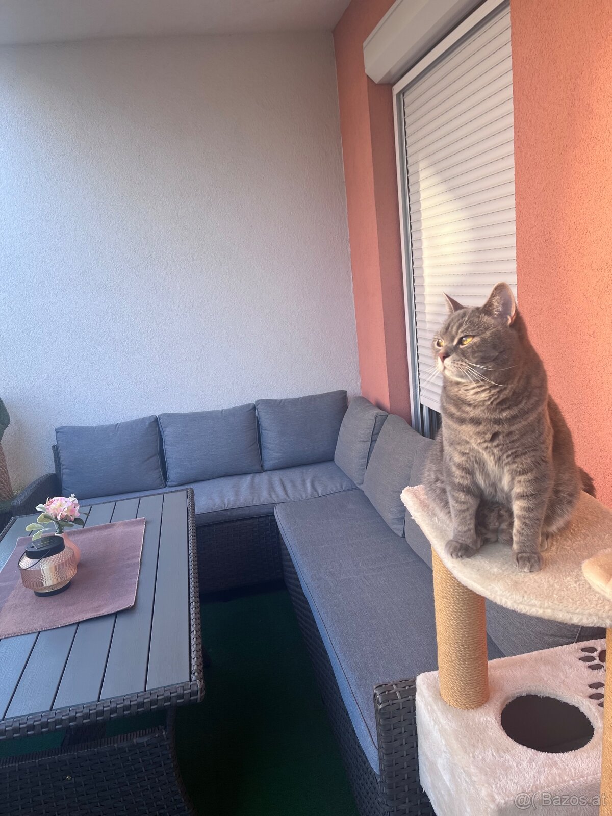 Britischmix Katze - 14