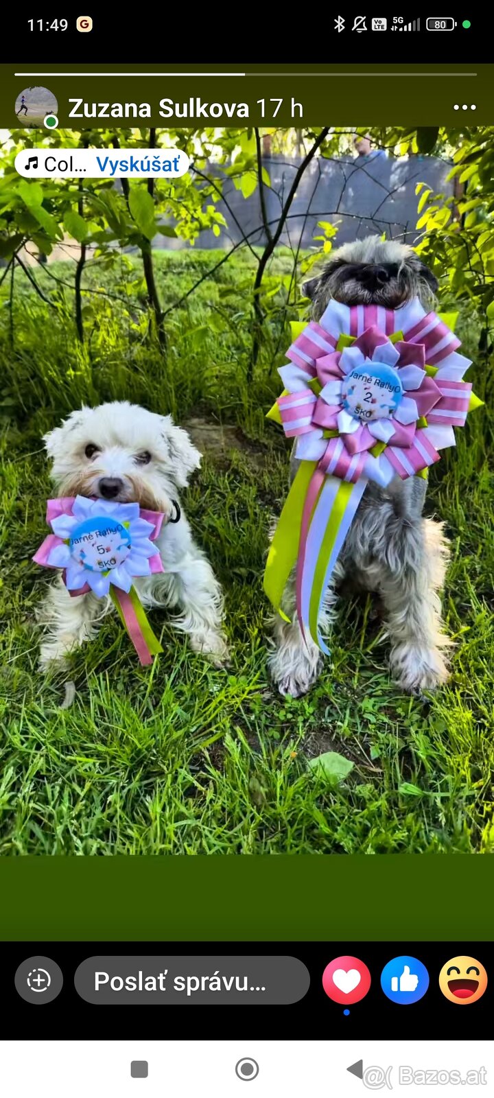 Schnauzer miniatúrne white - 14