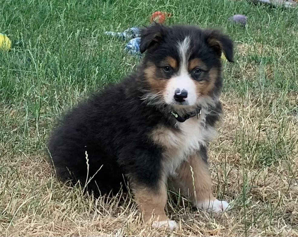 Australian shepherd - 14