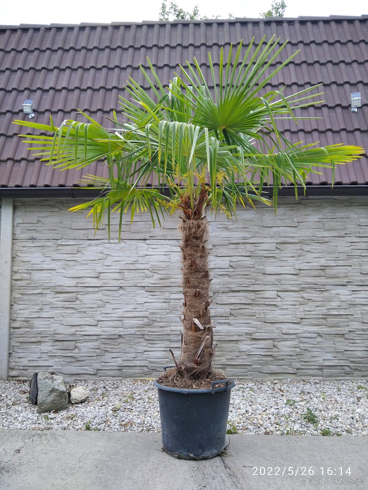 Winterharten palmen Trachycarpus Fortunei - 14