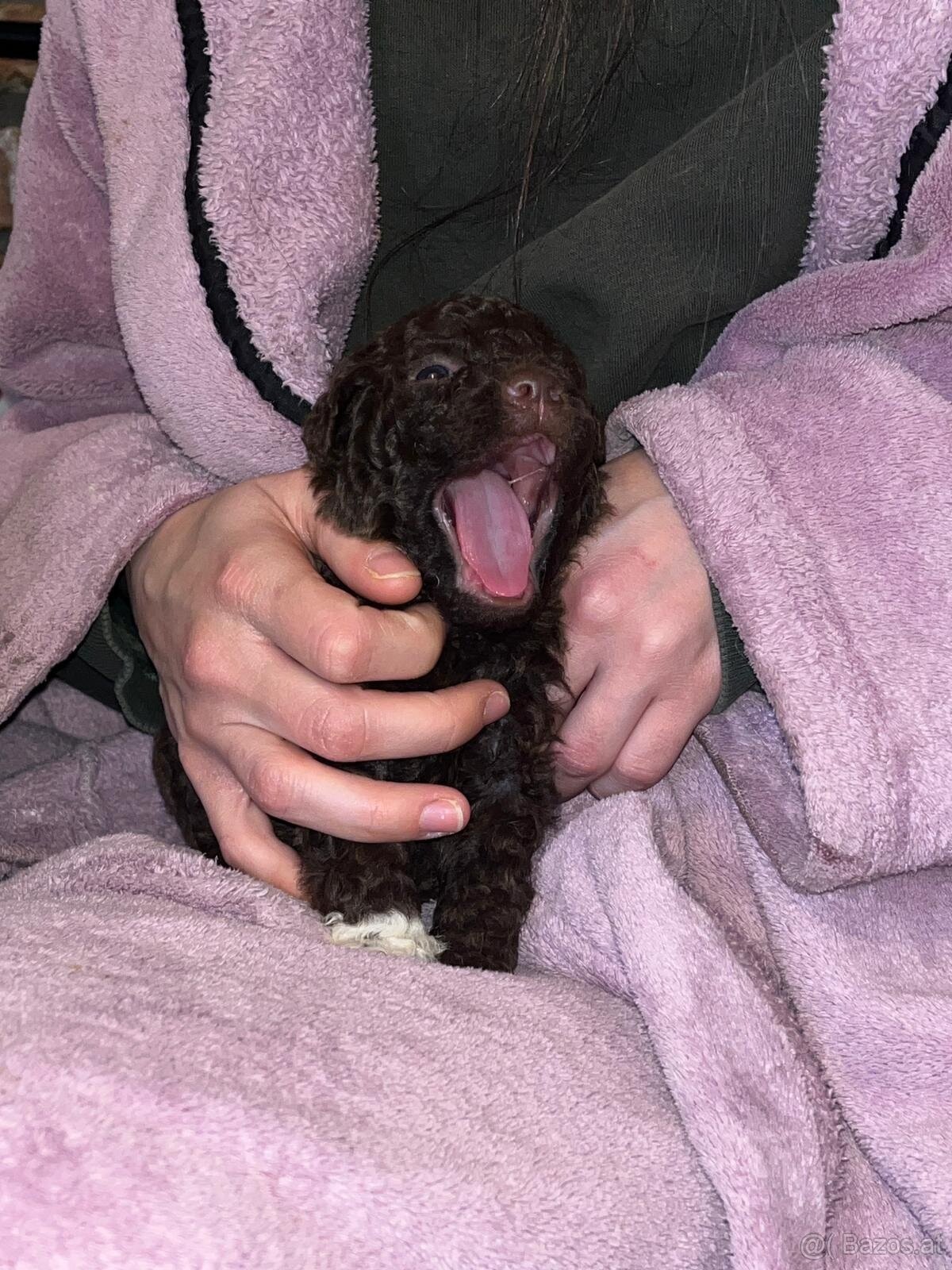 Lagotto Romagnolo - 14