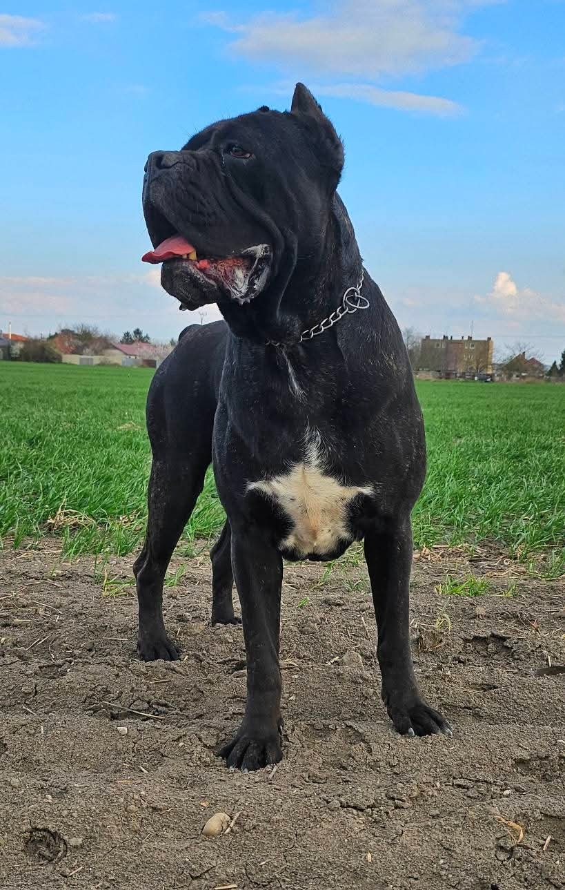 Cane corso mit Stammbaum - 14