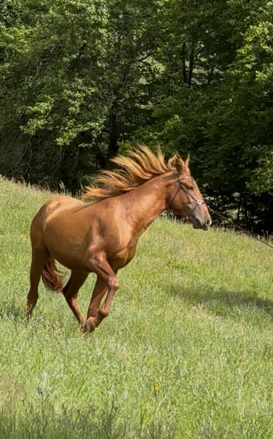 Lusitano Hengst PSL - 14
