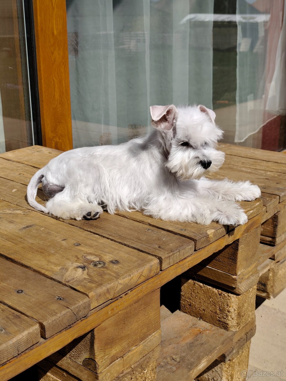 Schnauzer White miniatúrne - 14