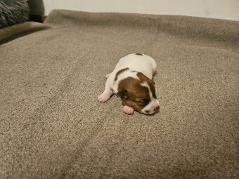 Jack Russell Terrier Welpen gew.13.04.2026 - 14