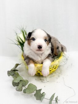 Miniature American Shepherd FCI - 14