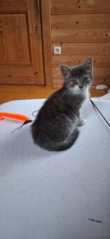 Süsse (langhaar) katzenbabys suchen liebevolles zuhause - 14