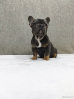 Französischen Bulldog - 14