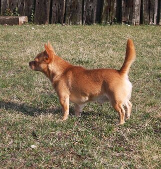 Mu-Chi (Mudi x Chihuahua) Welpen zu verkaufen - 14